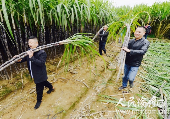 闽侯甘蔗招聘动态与行业趋势解析