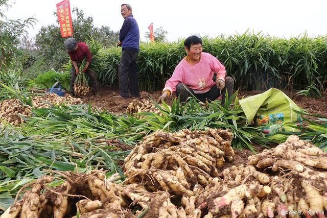 大大姜最新价格动态与市场分析报告